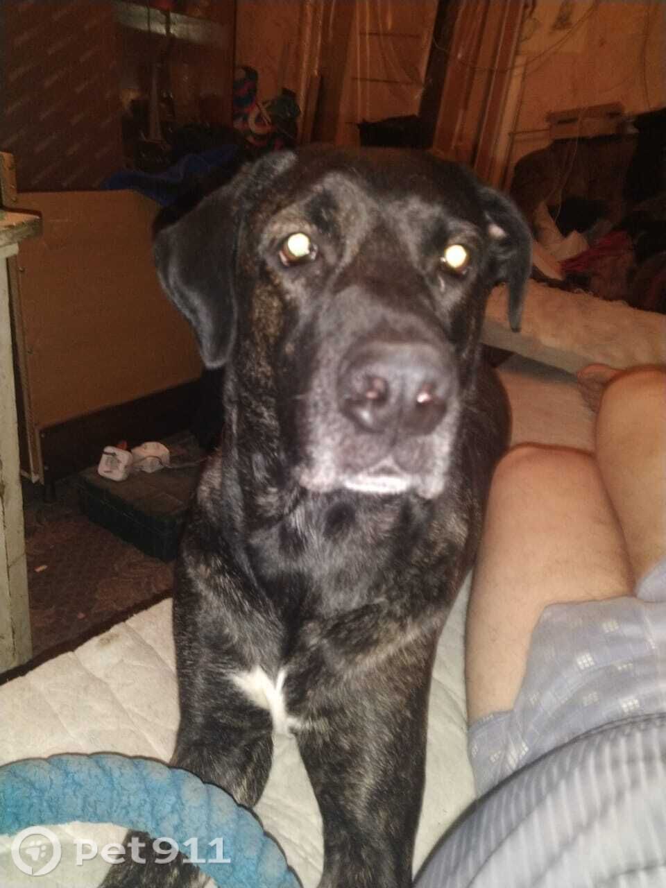 Пропала собака в Туле — фото объявления