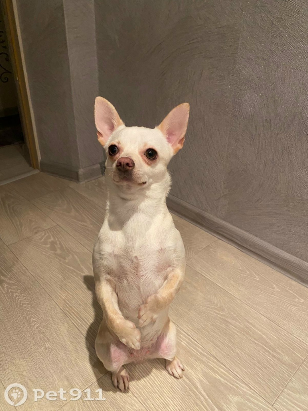 Пропала собака в Туле — фото объявления