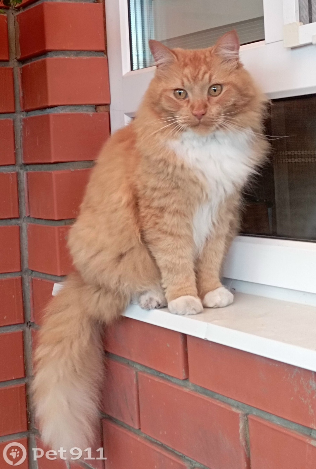 Пропала кошка в Туле — фото объявления