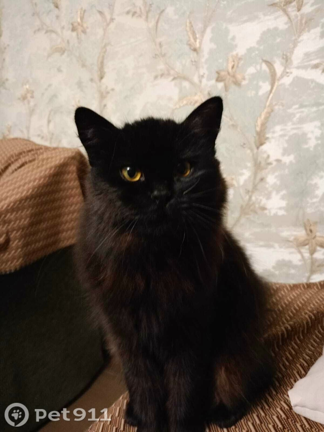 Пропала кошка в Туле — фото объявления