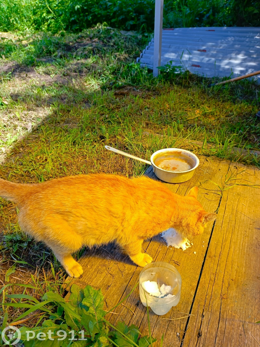 Найдена кошка в Туле — фото объявления