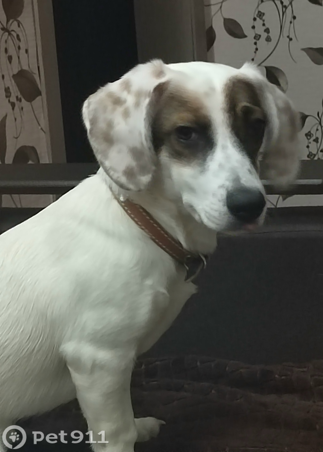 Пропала собака в Туле — фото объявления