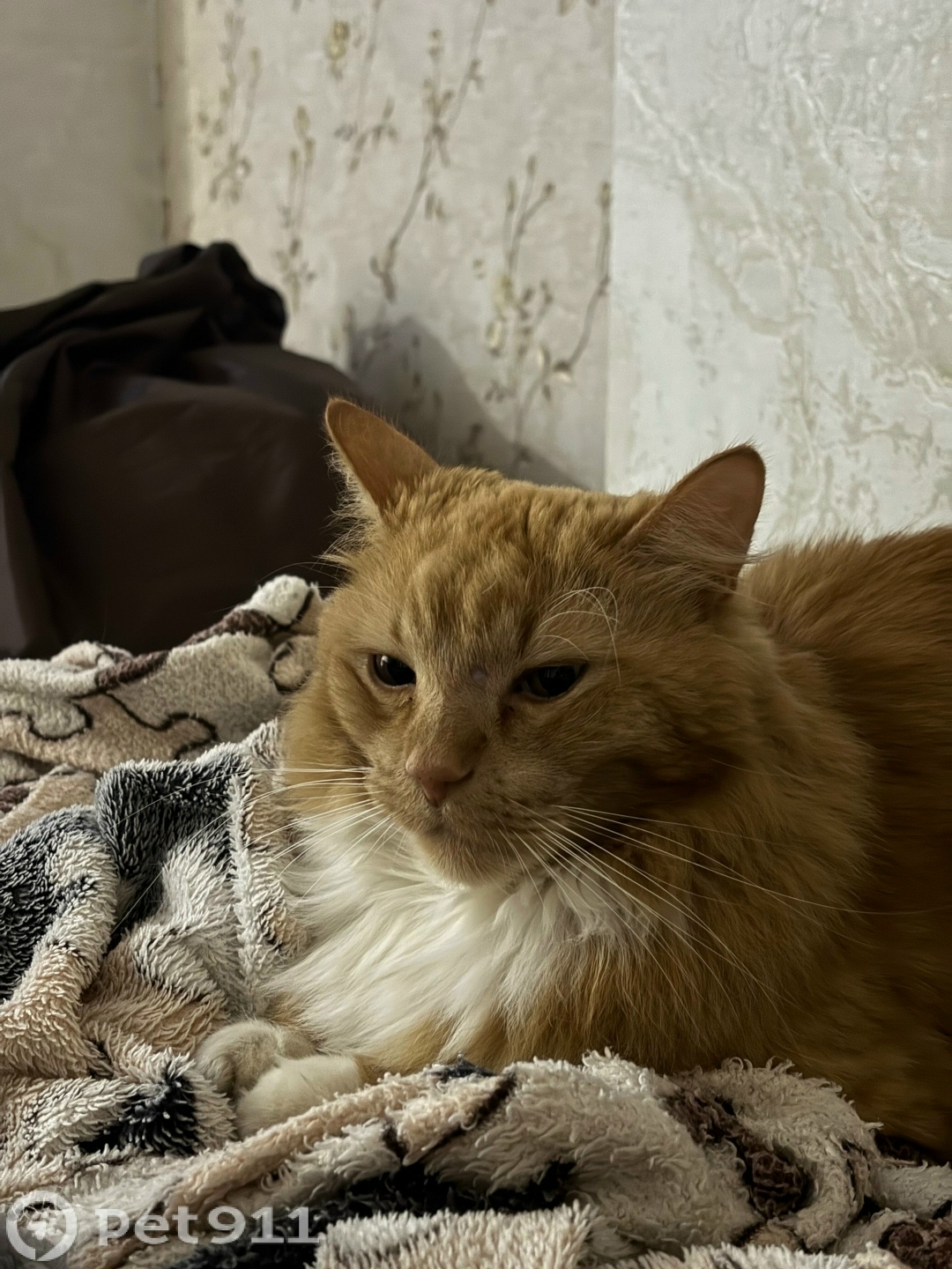 Пропала кошка в Туле — фото объявления