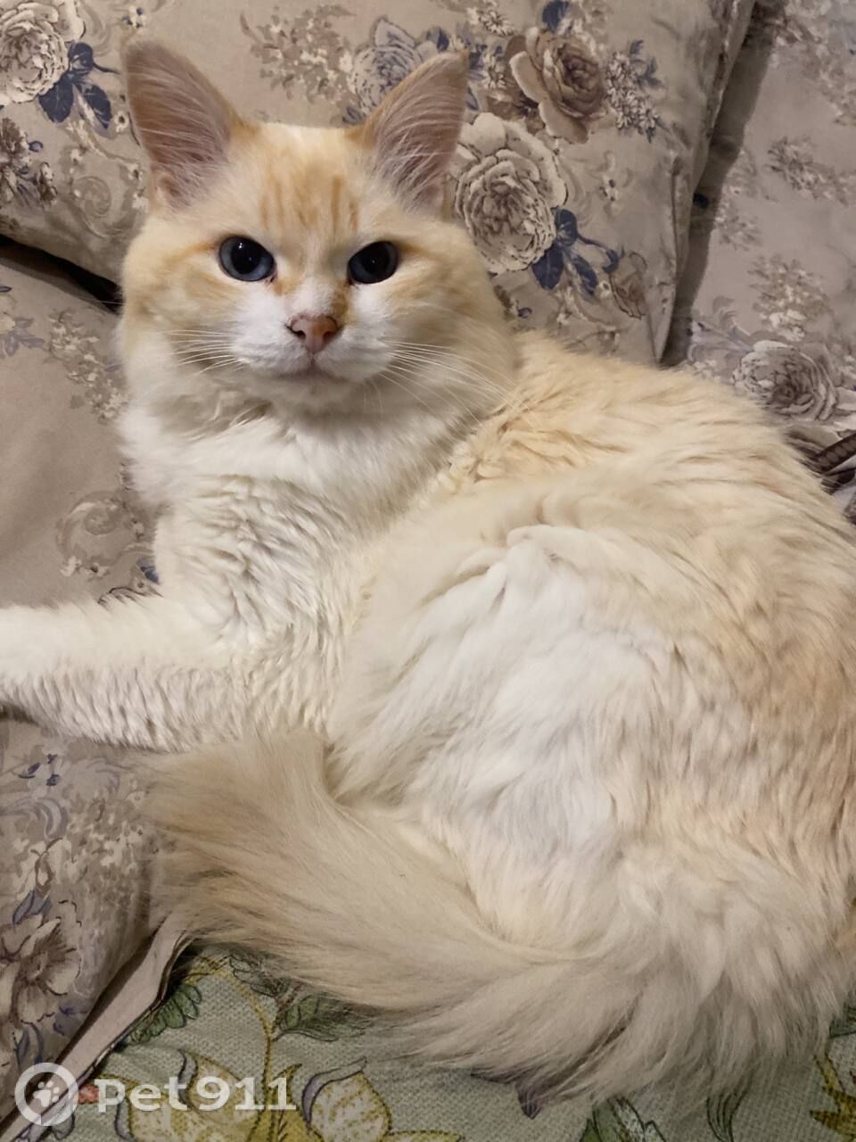 Пропала кошка в Туле — фото объявления