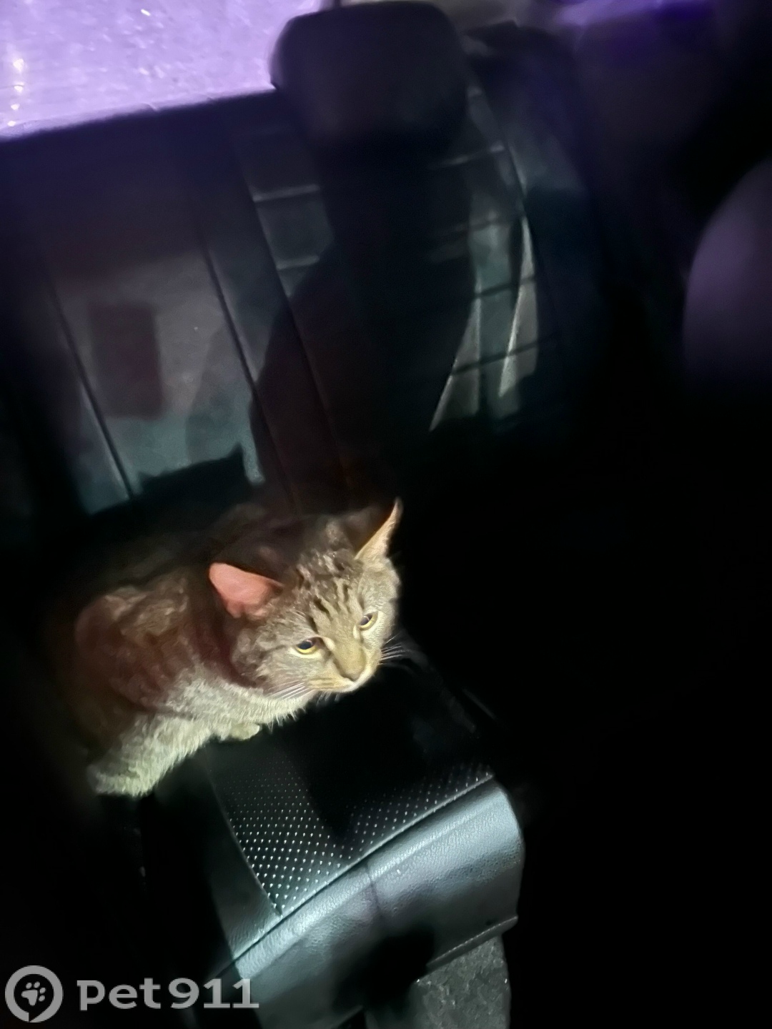 Найдена кошка в Туле — фото объявления