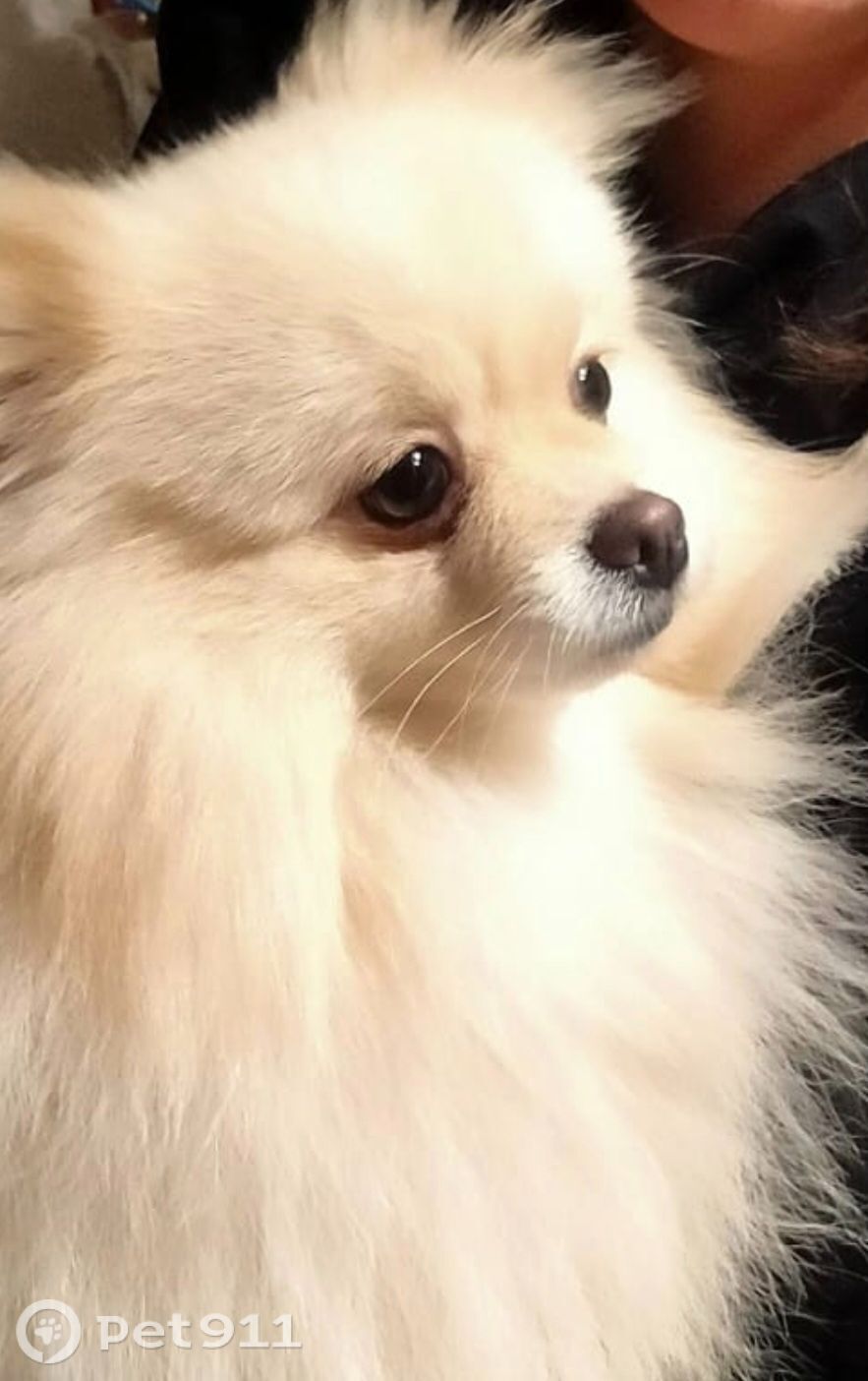 Пропала собака в Туле — фото объявления