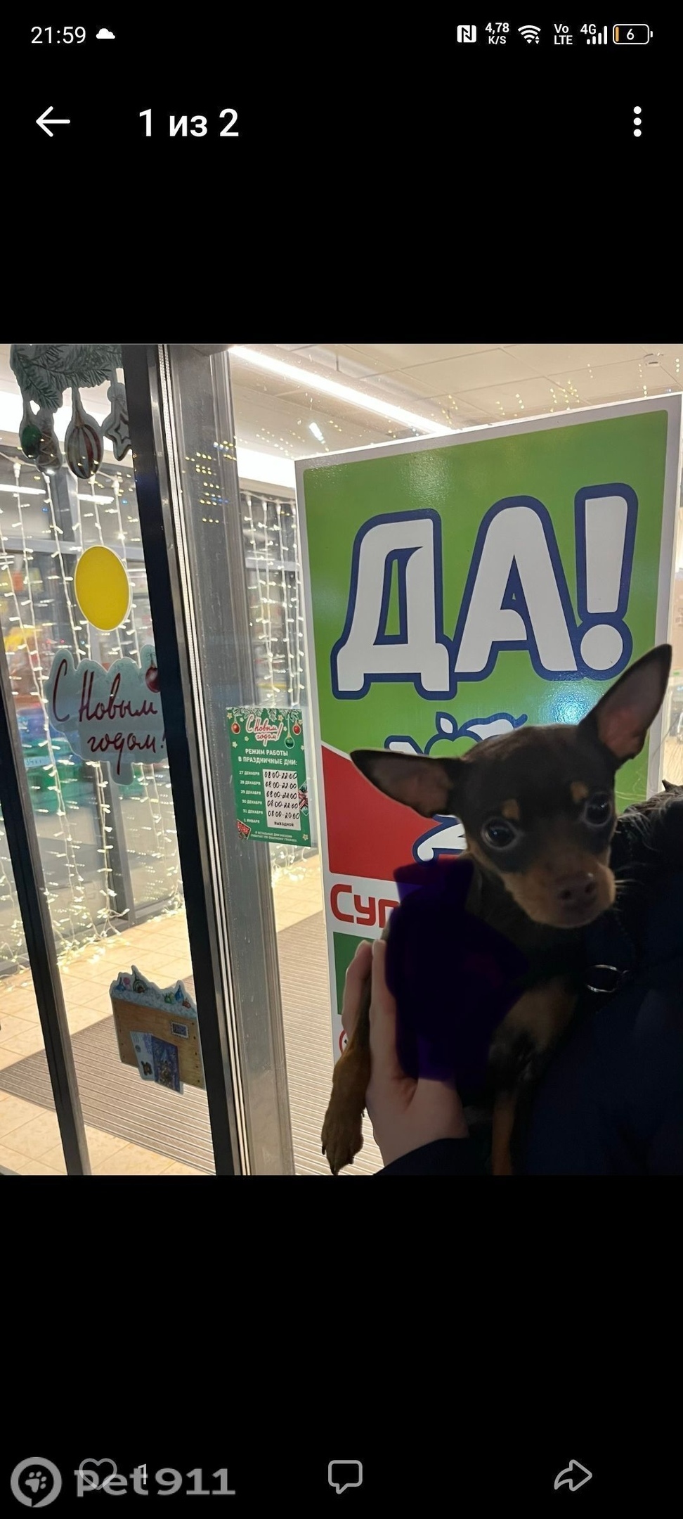 Найдена собака в Туле — фото объявления