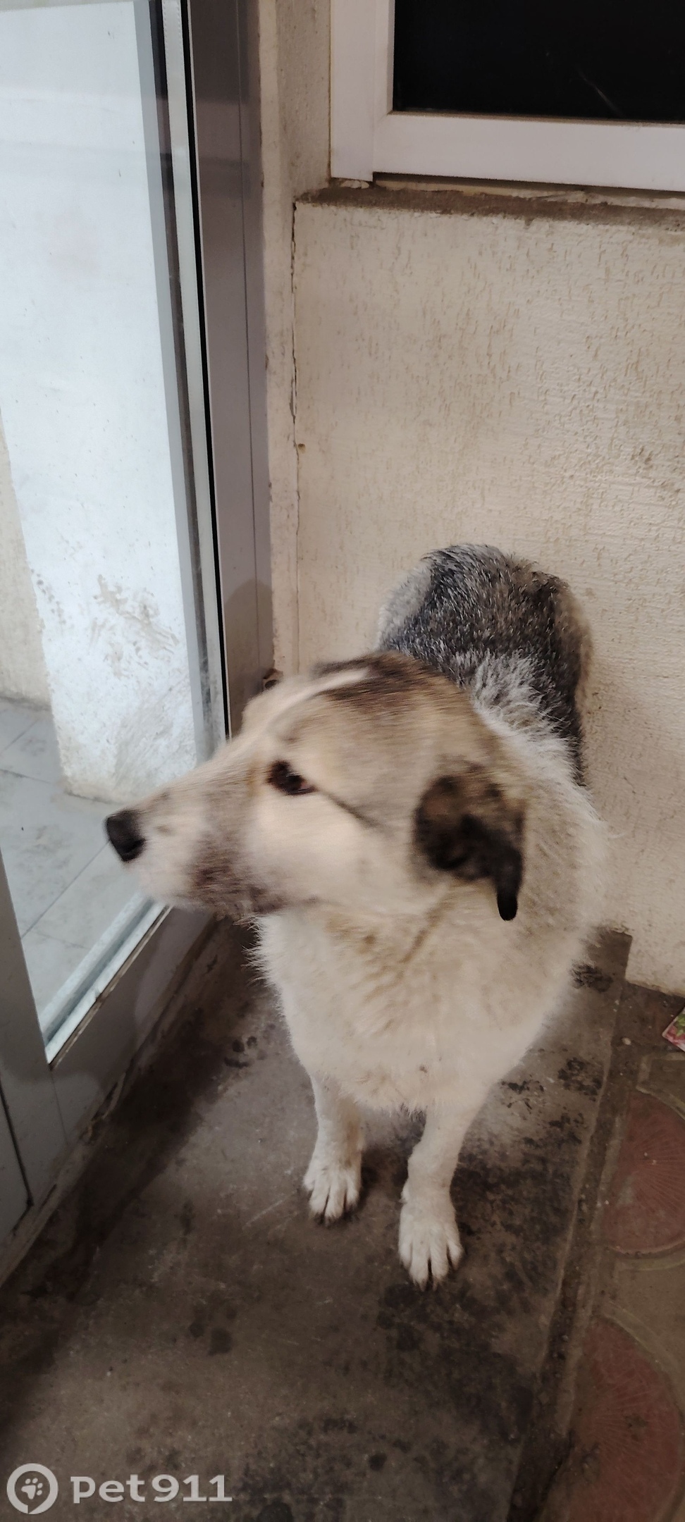 Пропала собака в Туле — фото объявления