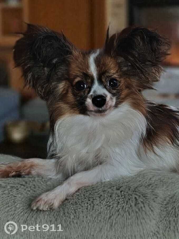 Пропала собака в Туле — фото объявления