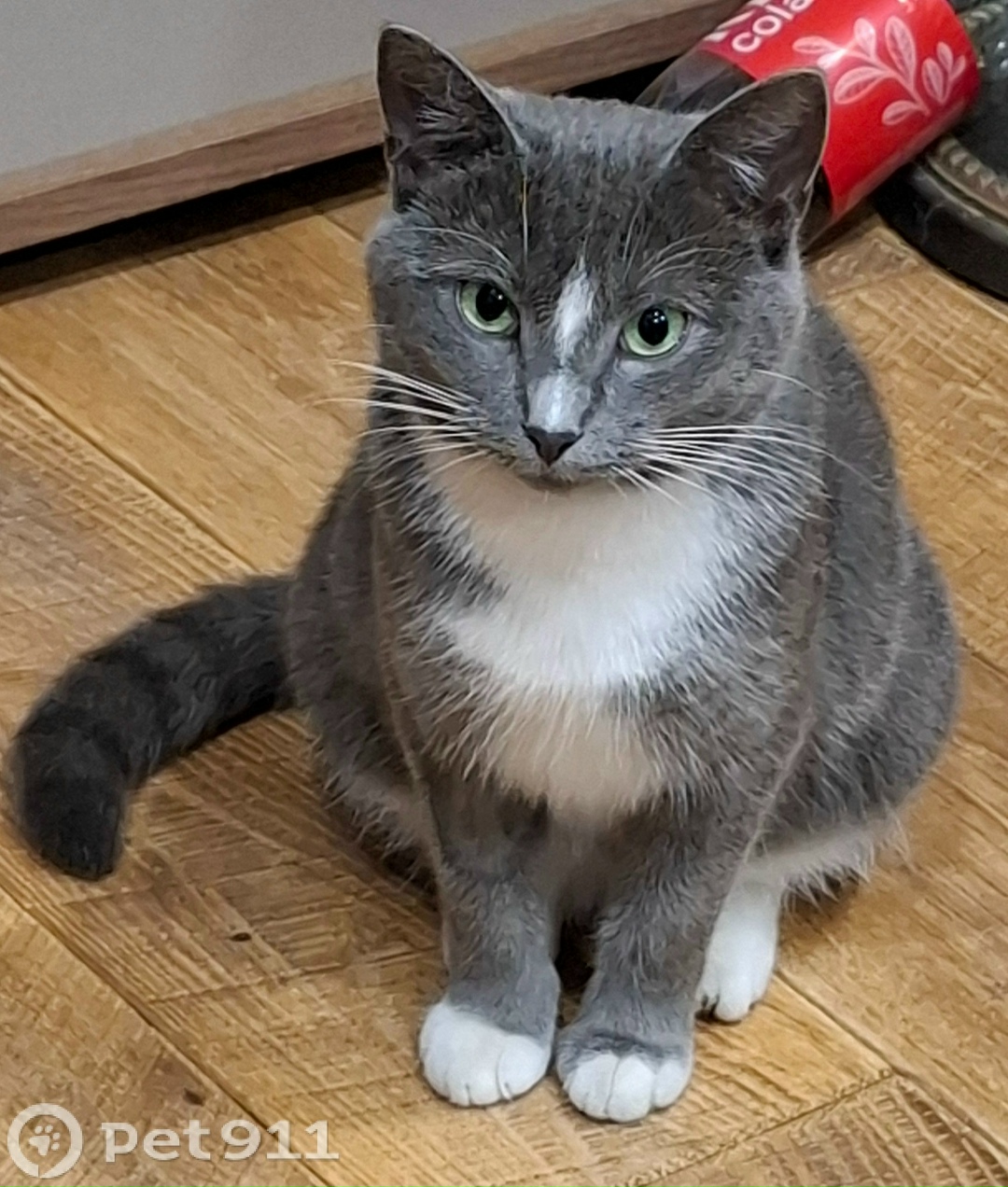 Пропала кошка в Туле — фото объявления