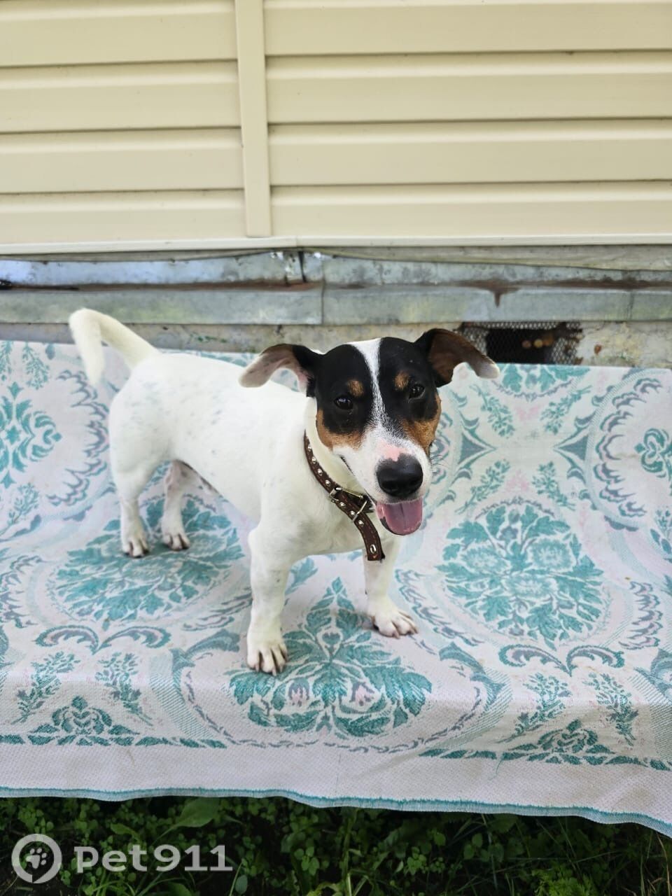 Найдена собака в Туле — фото объявления