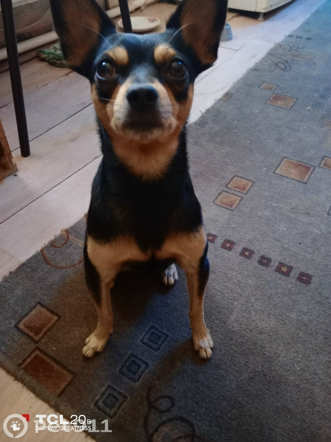 Пропала собака в Туле — фото объявления