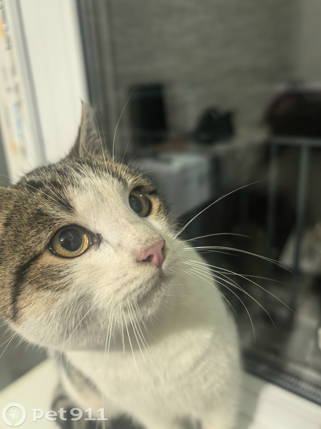 Найдена кошка в Туле — фото объявления