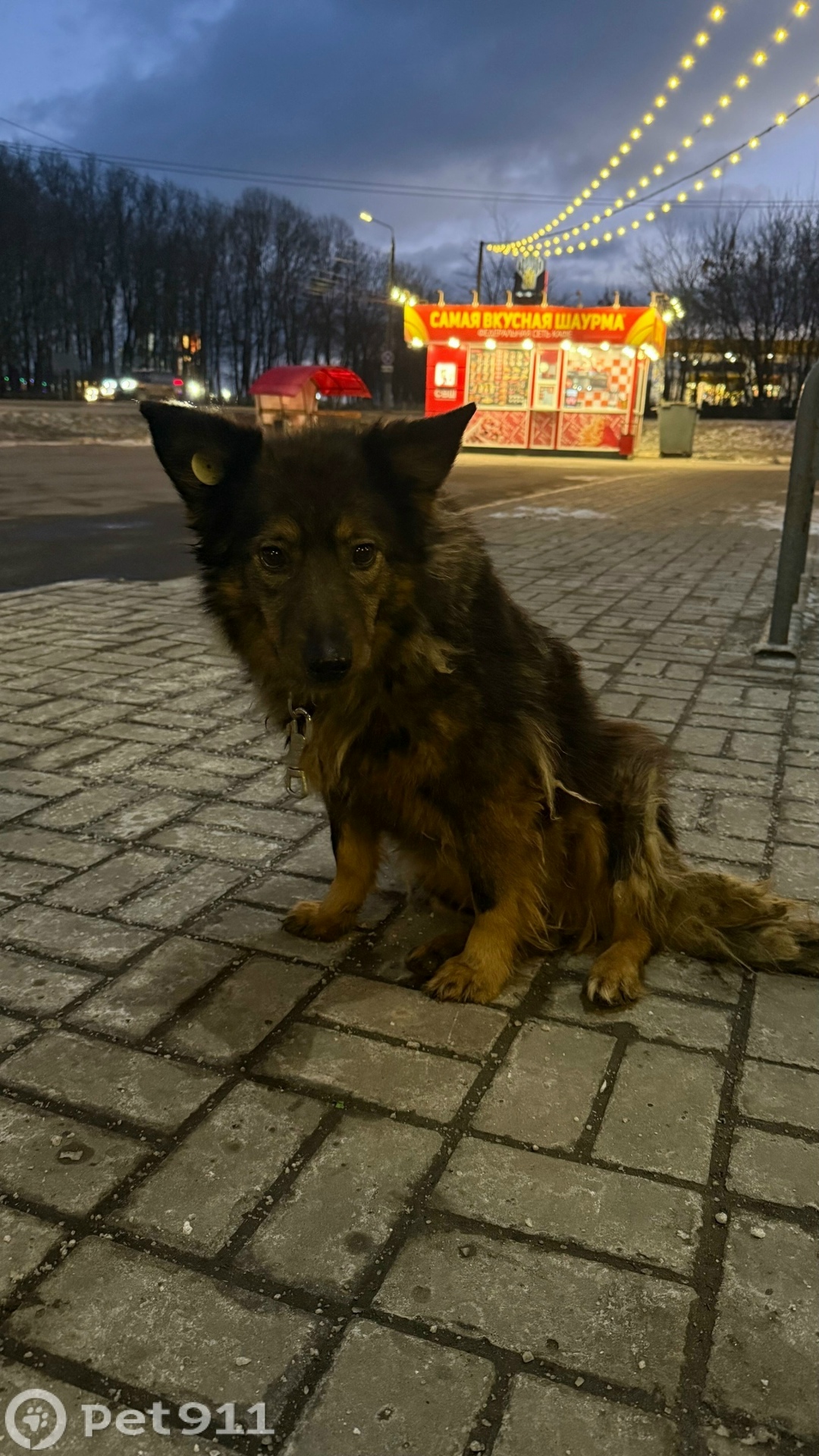 Найдена собака в Туле — фото объявления