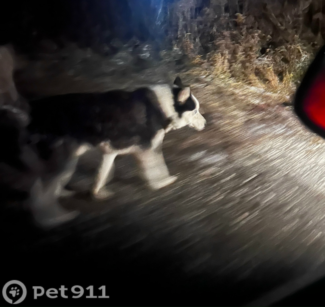 Найдена собака в Туле — фото объявления