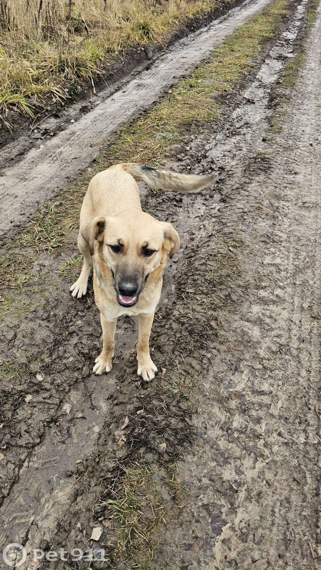 Пропала собака в Туле — фото объявления