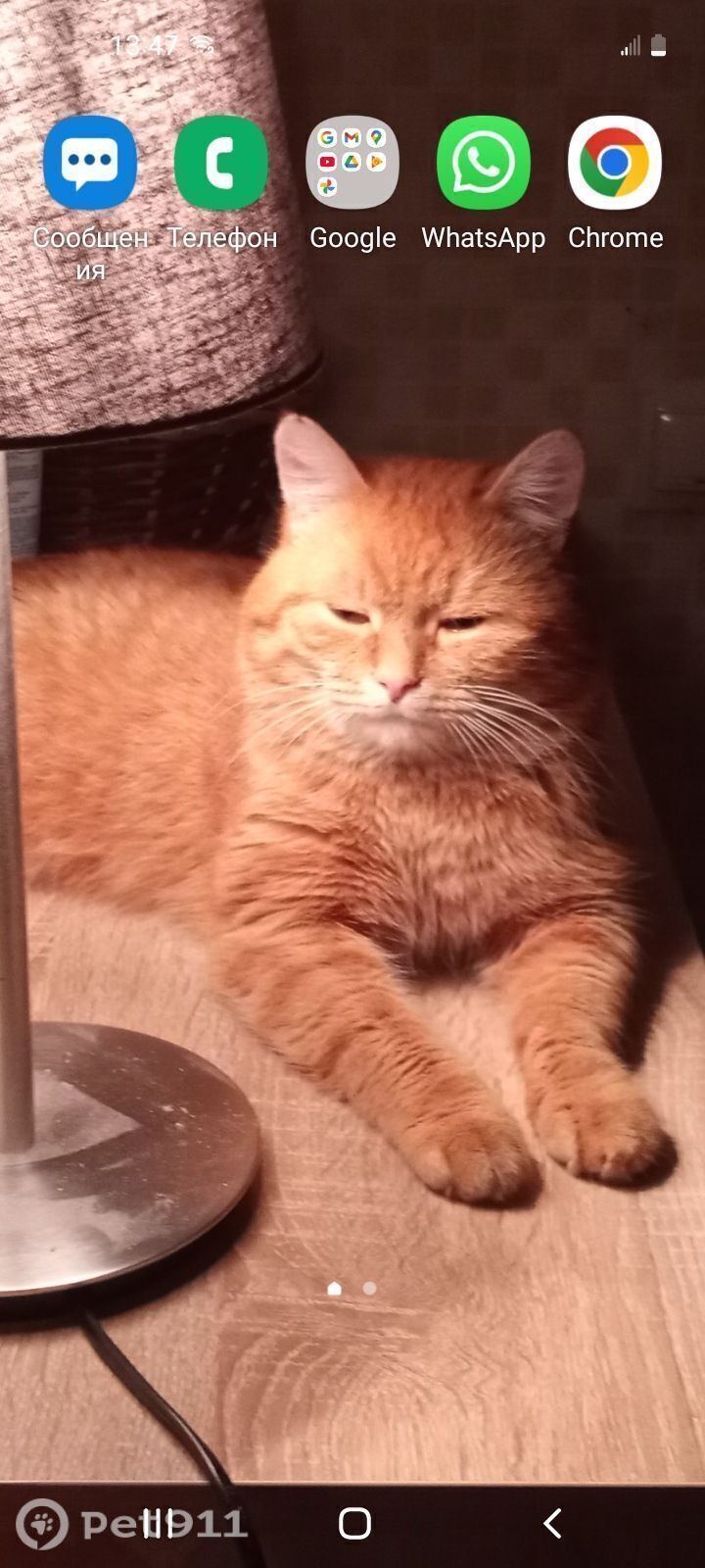 Пропала кошка в Туле — фото объявления