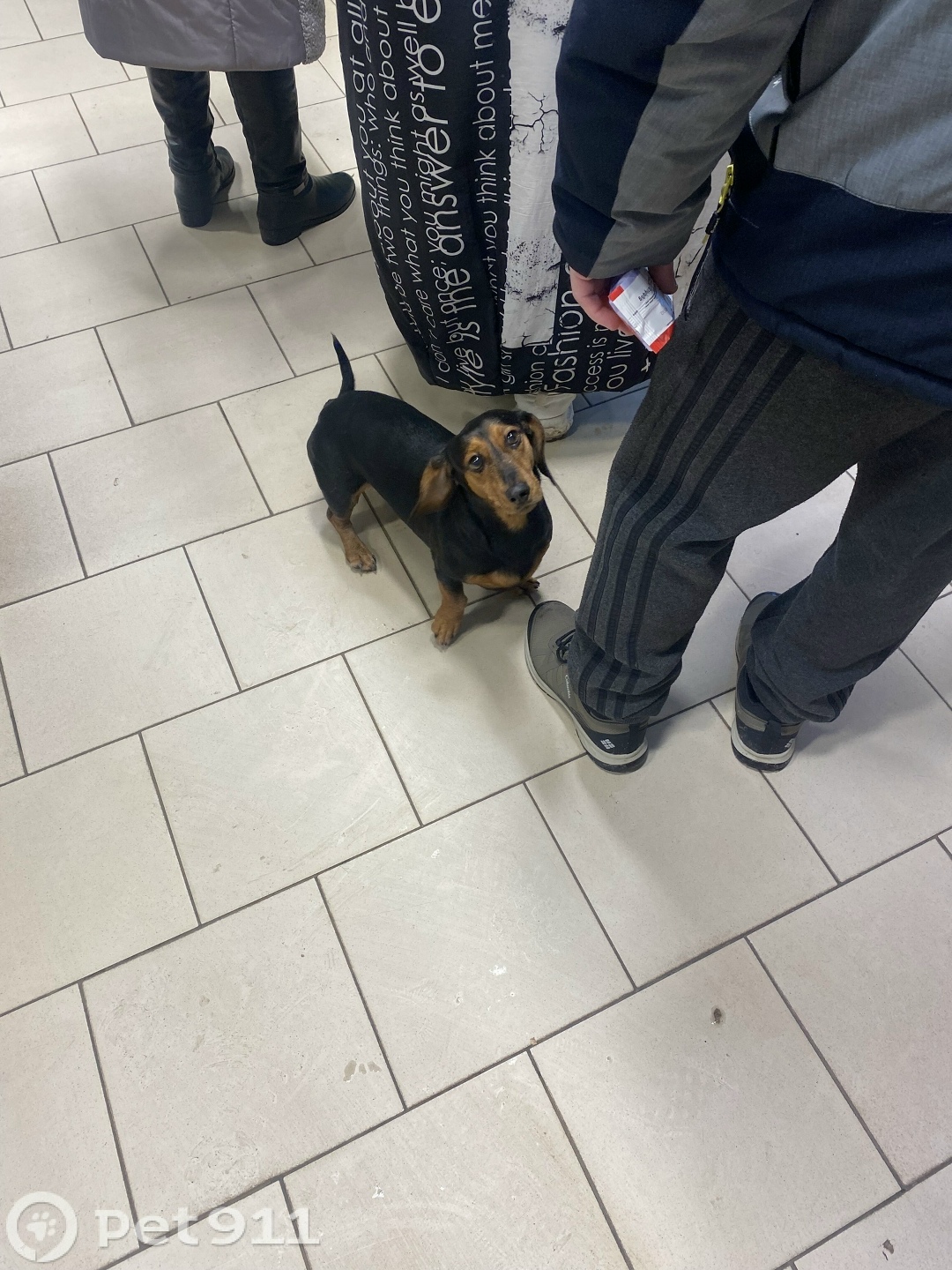 Найдена собака в Туле — фото объявления