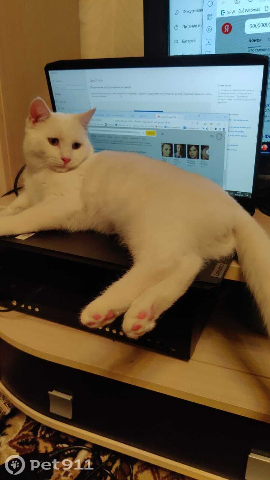 Пропала кошка в Туле — фото объявления