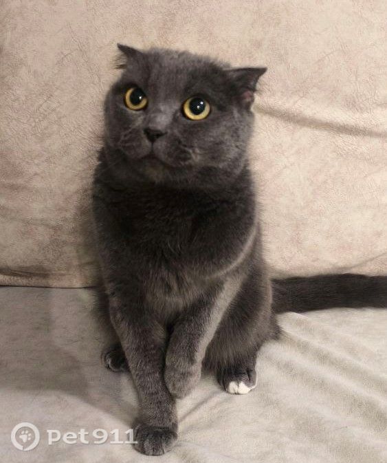 Пропала кошка в Туле — фото объявления