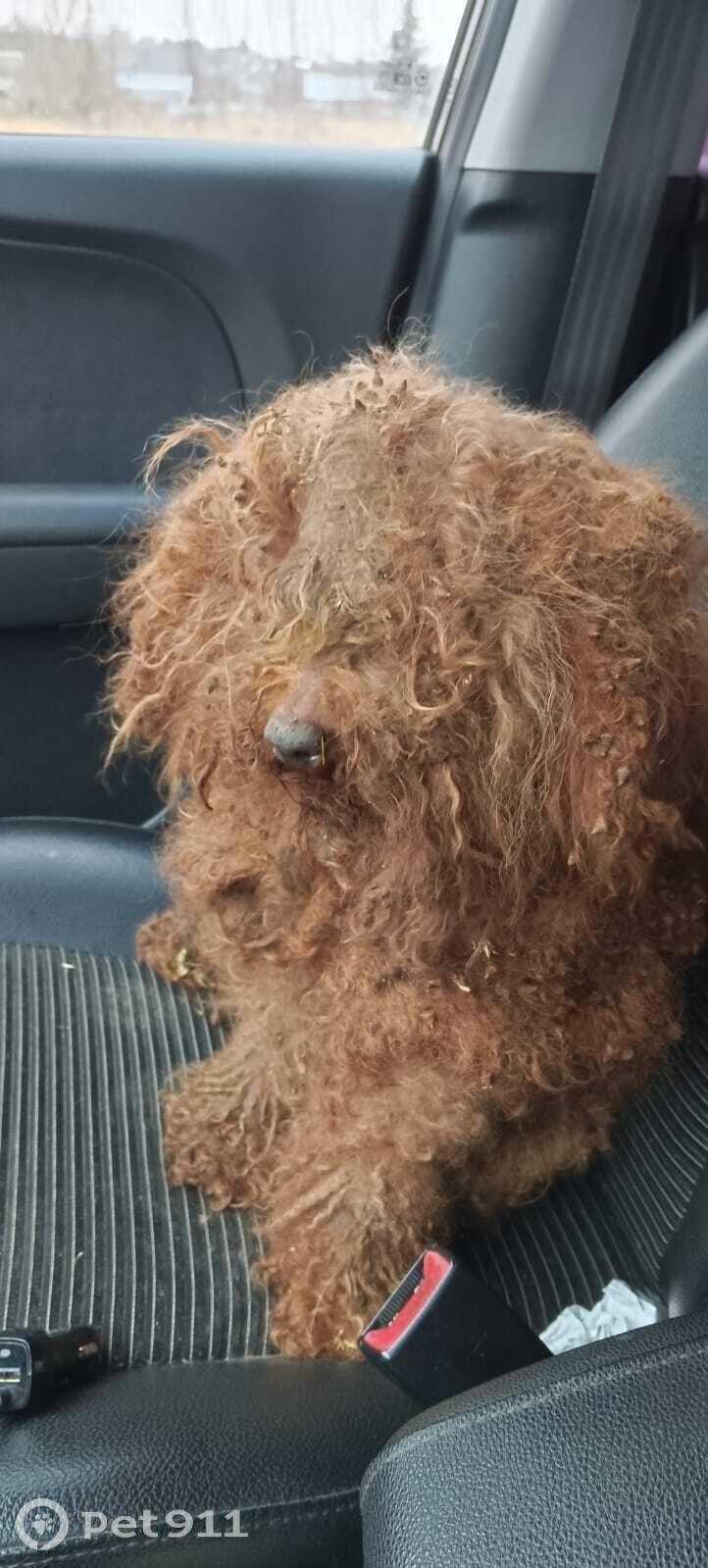 Найдена собака в Туле — фото объявления