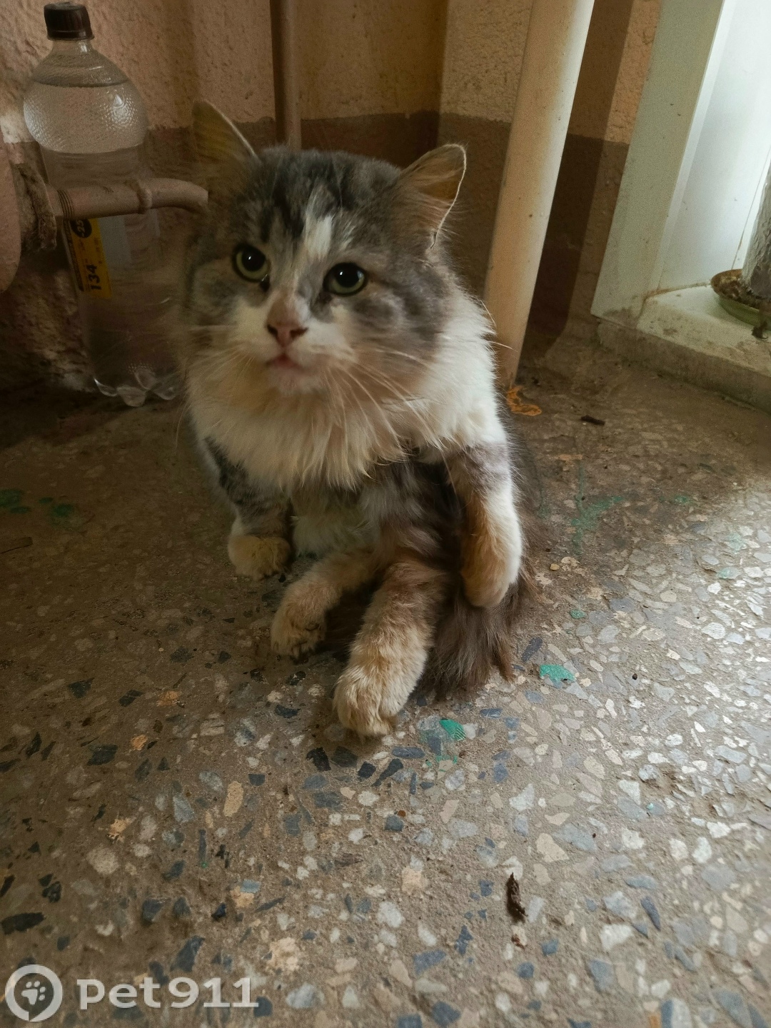 Найдена кошка в Туле — фото объявления