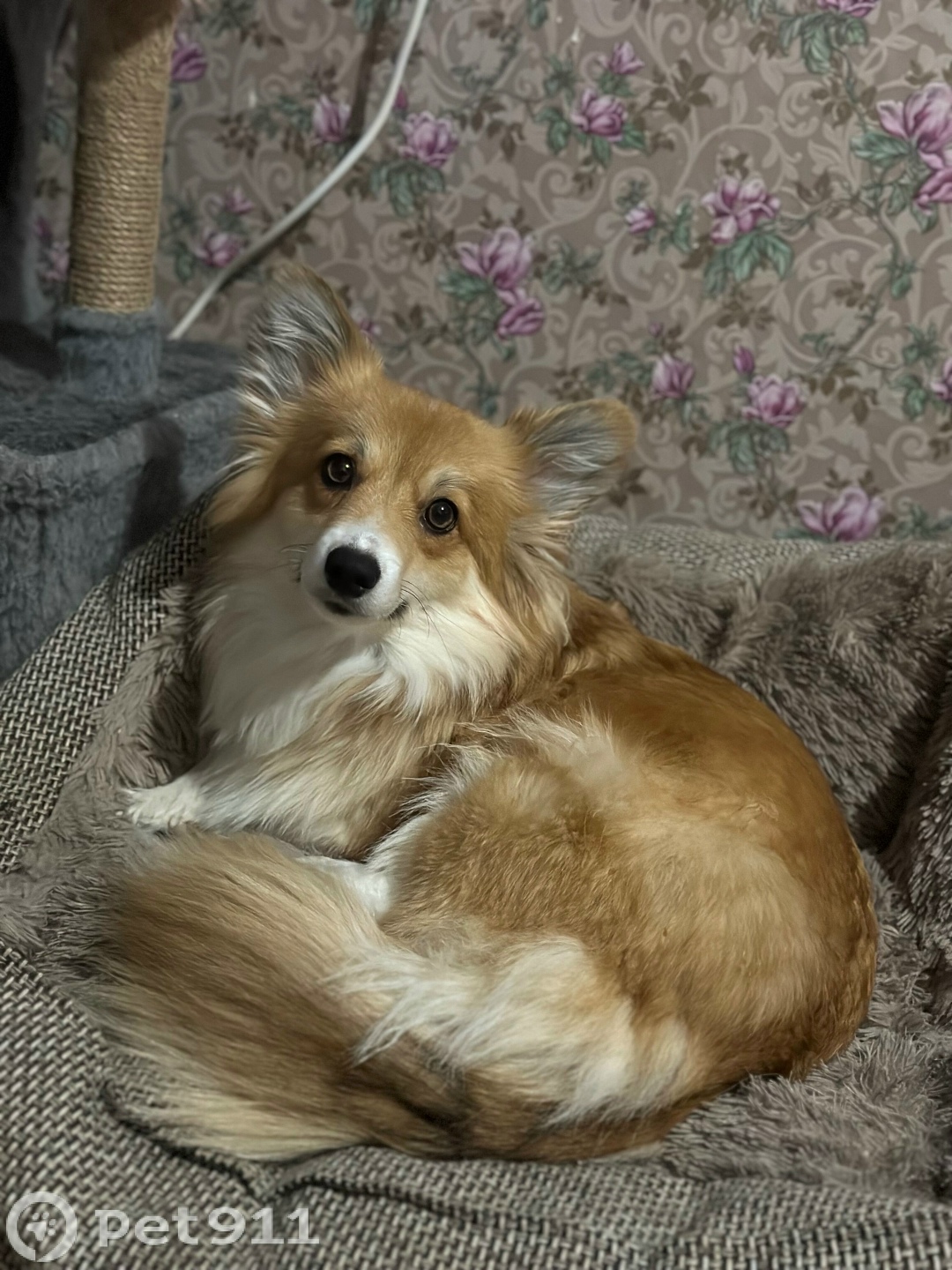 Пропала собака в Туле — фото объявления