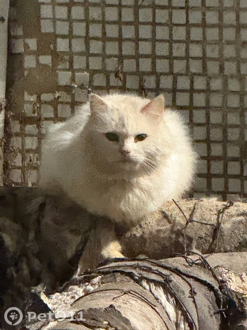 Найдена кошка в Туле — фото объявления