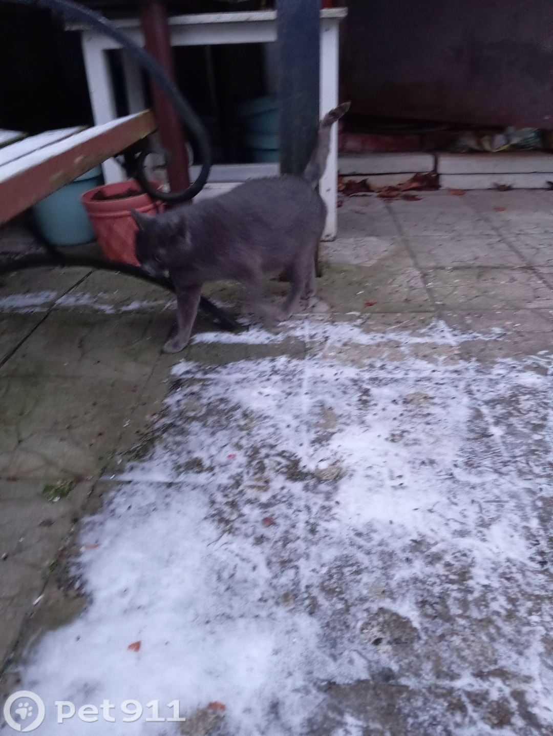 Найдена кошка в Туле — фото объявления