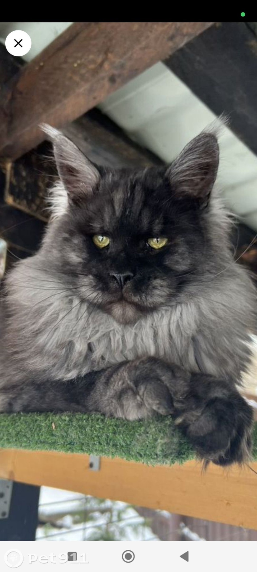 Пропала кошка в Туле — фото объявления