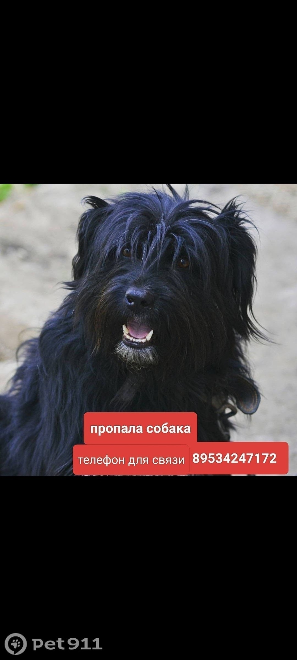 Пропала собака в Туле — фото объявления