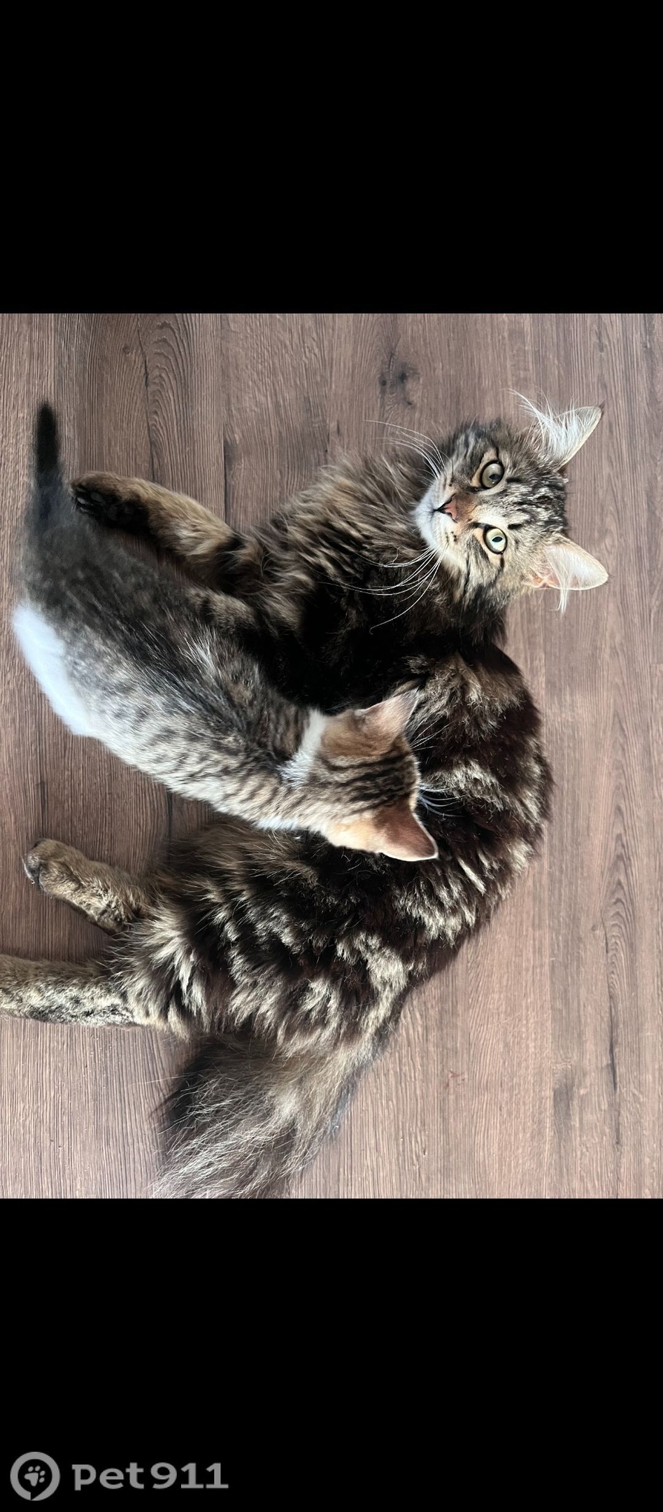 Пропала кошка в Туле — фото объявления