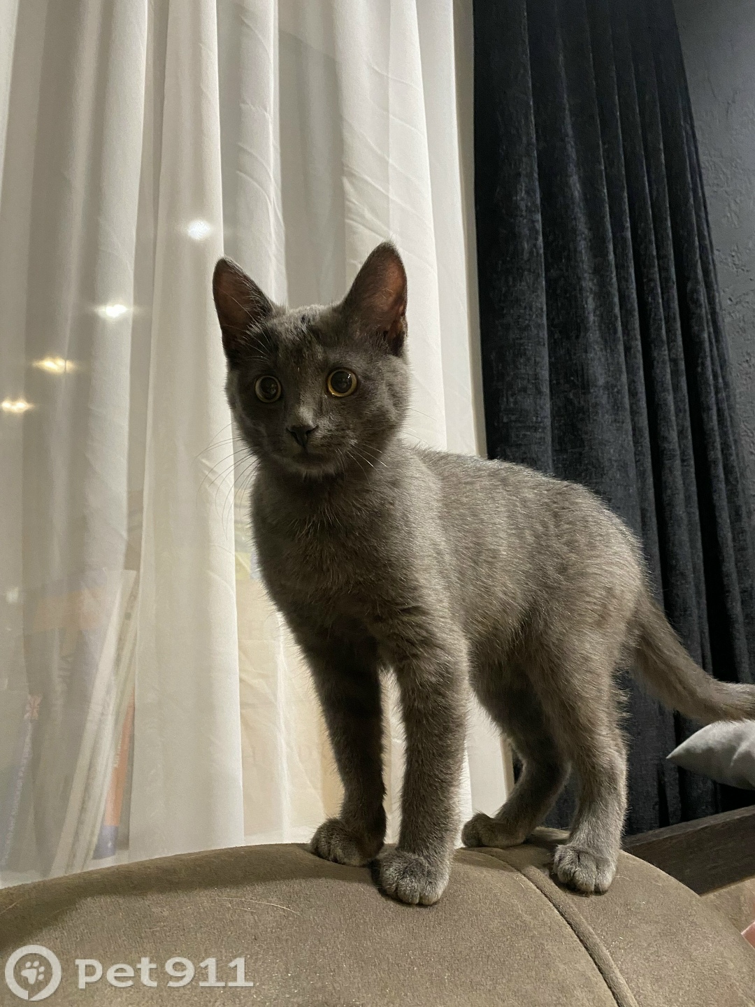 Найдена кошка в Туле — фото объявления