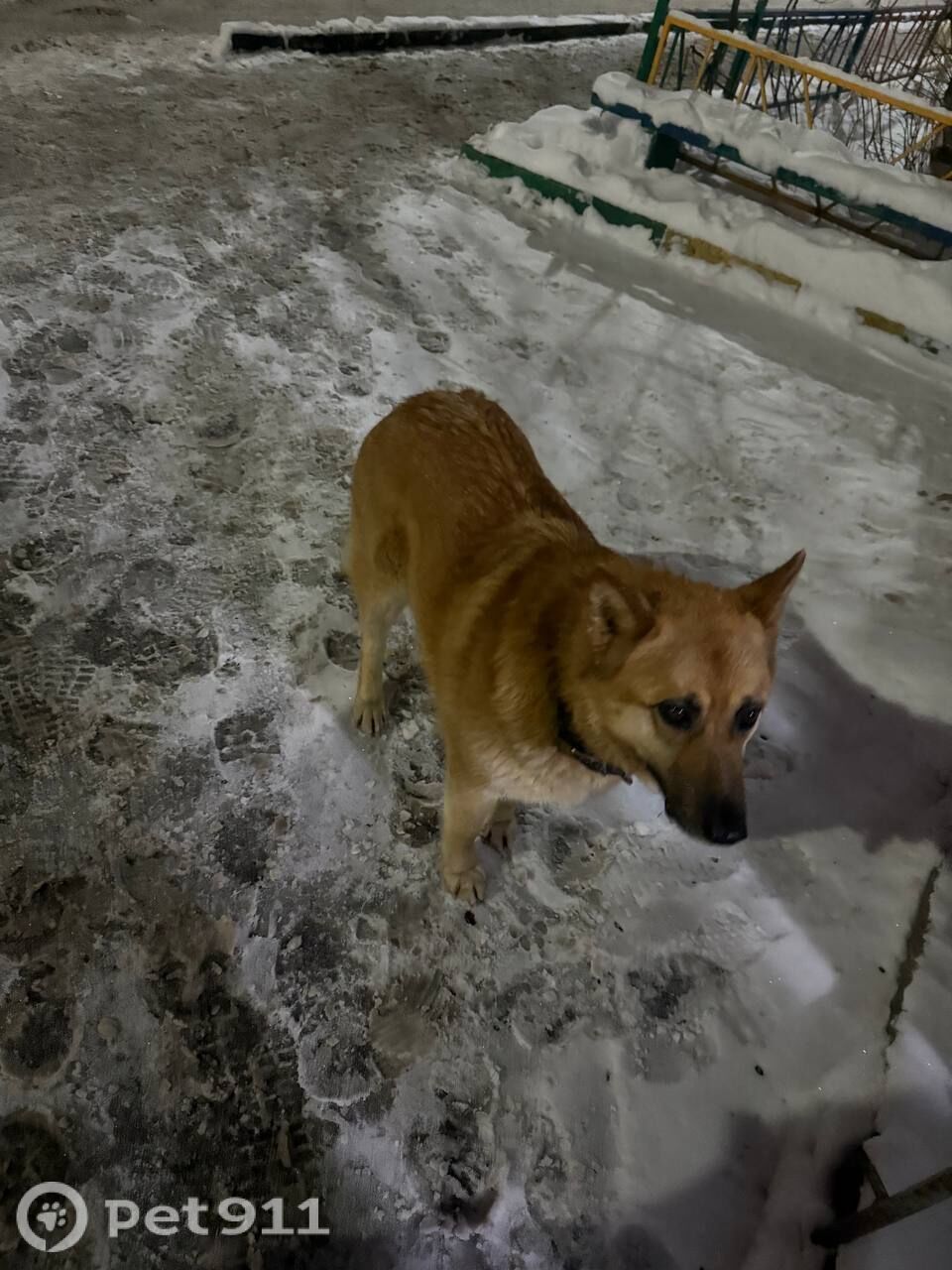 Найдена собака в Туле — фото объявления