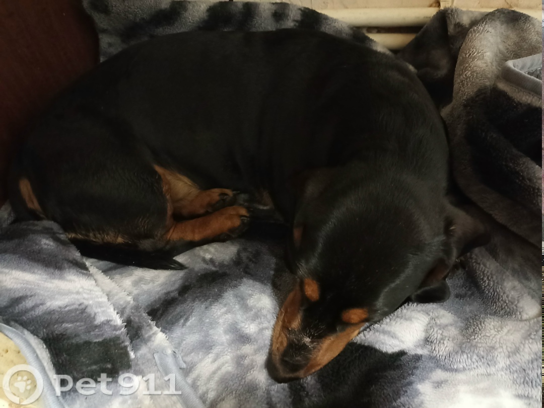 Найдена собака в Туле — фото объявления