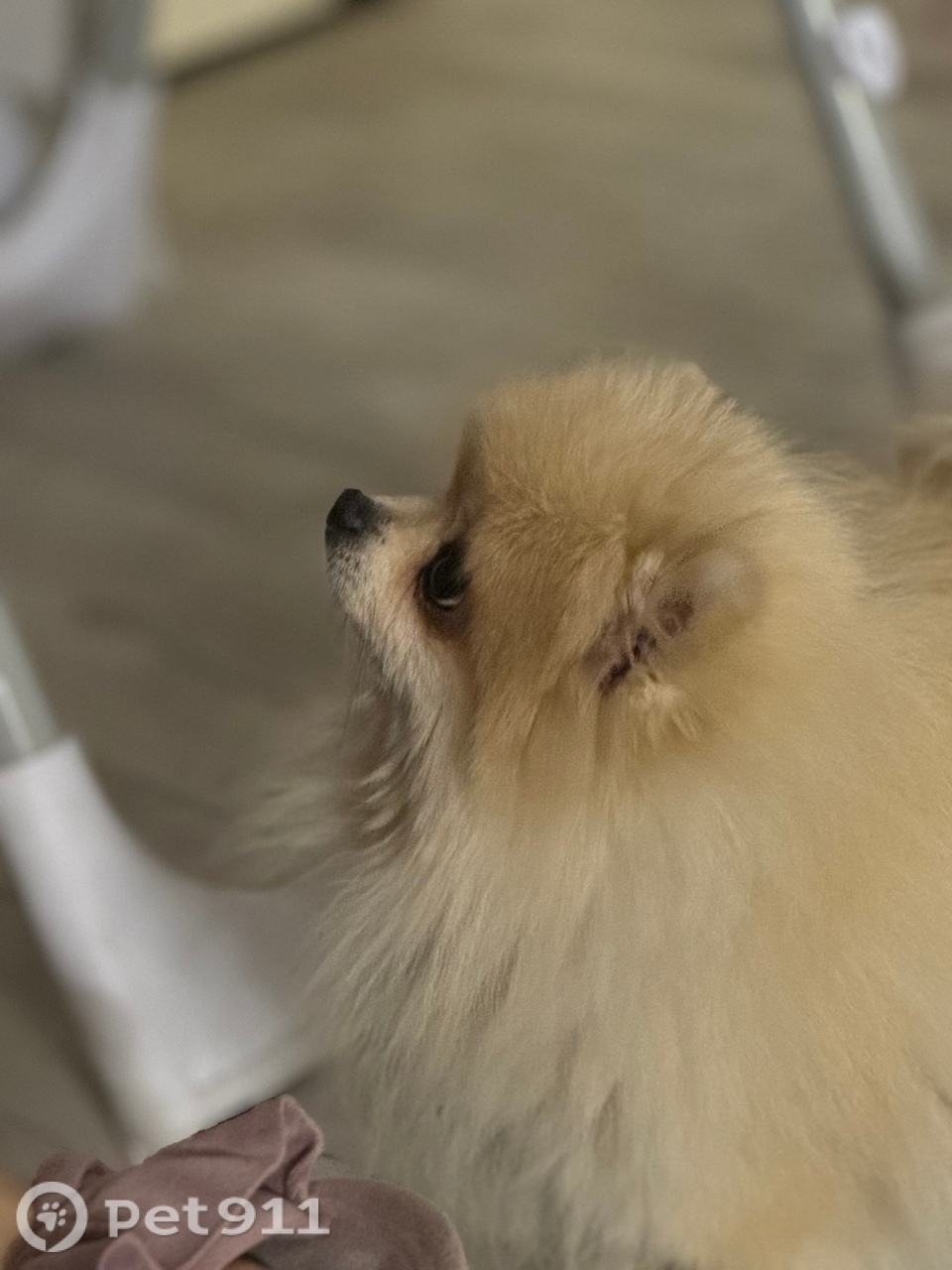 Пропала собака в Туле — фото объявления