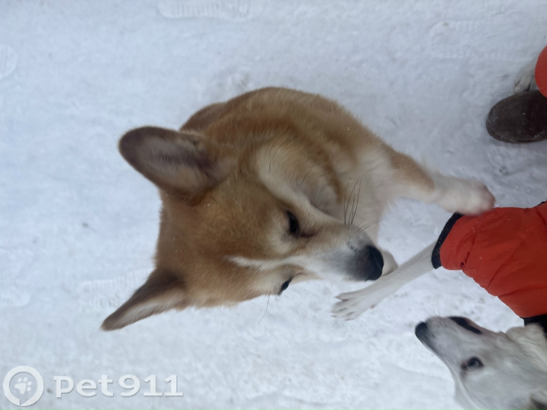 Найдена собака в Туле — фото объявления