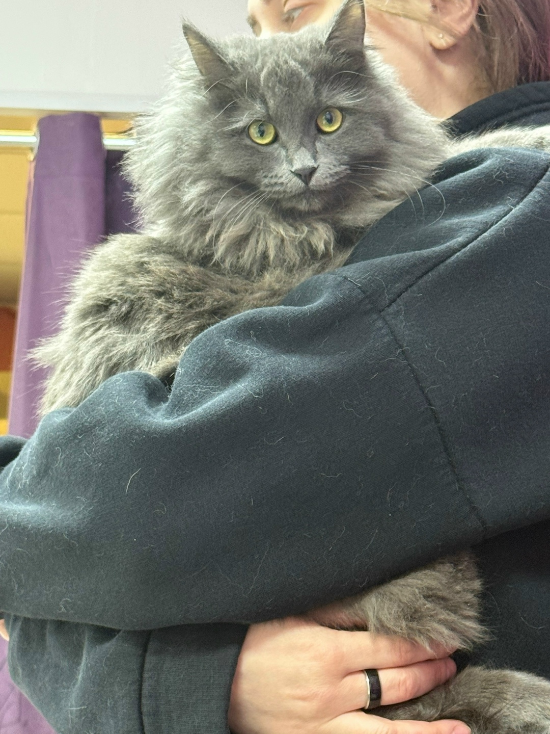 Найдена кошка в Туле — фото объявления