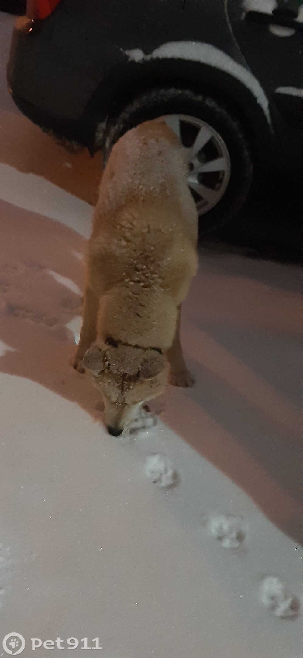 Найдена собака в Туле — фото объявления