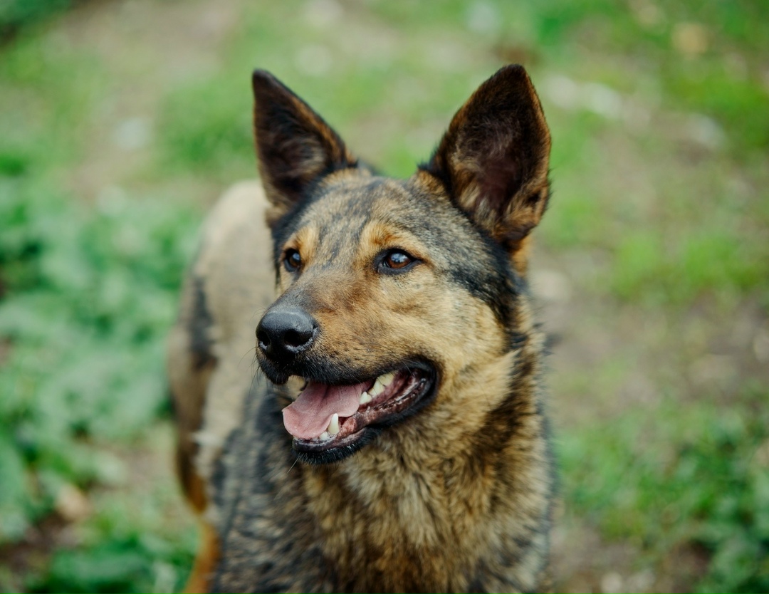 Пропала собака в Туле — фото объявления