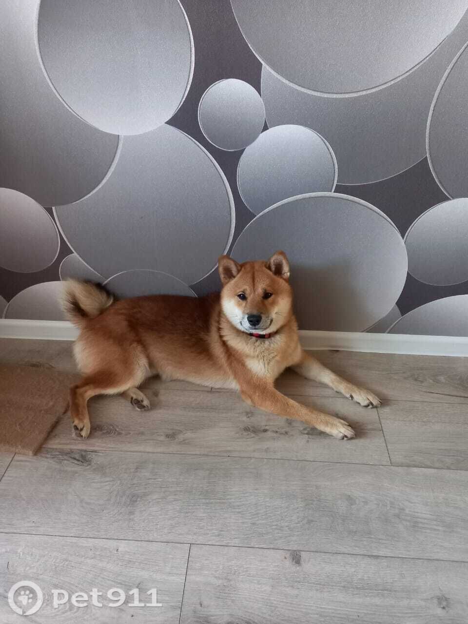 Пропала собака в Туле — фото объявления