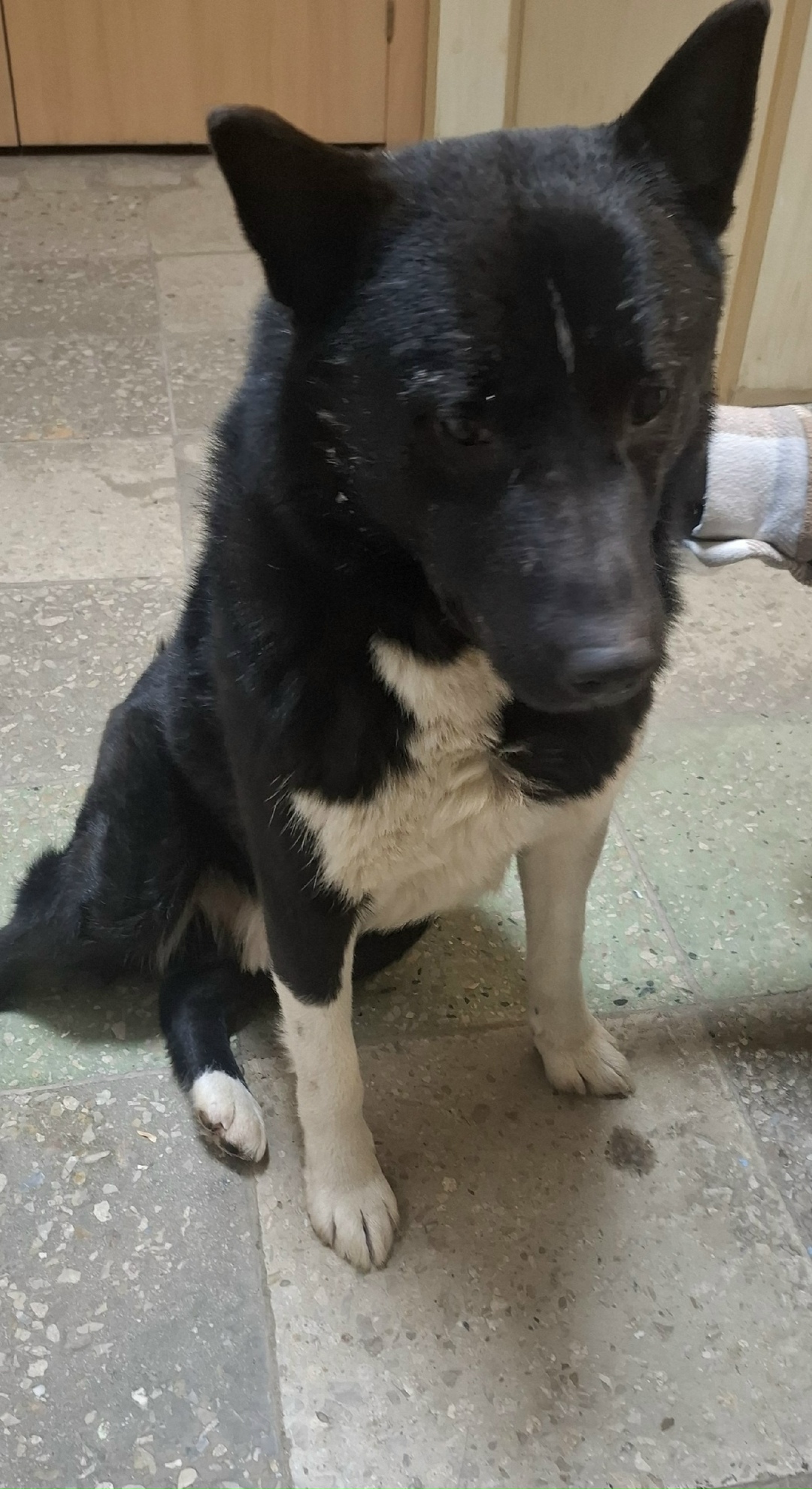 Найдена собака в Туле — фото объявления