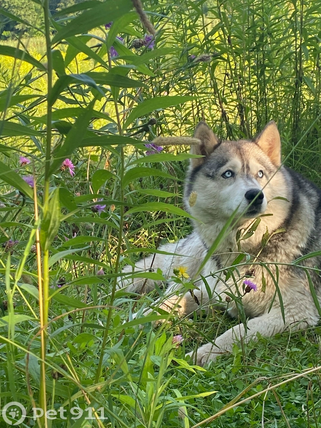 Найдена собака в Туле — фото объявления