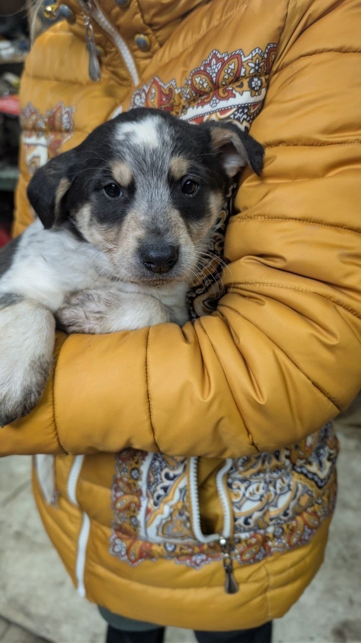 Найдена собака в Туле — фото объявления