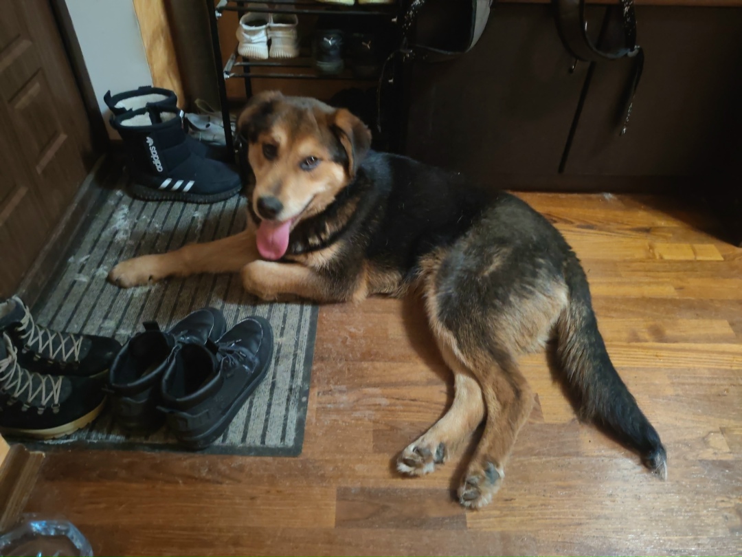 Найдена собака в Туле — фото объявления