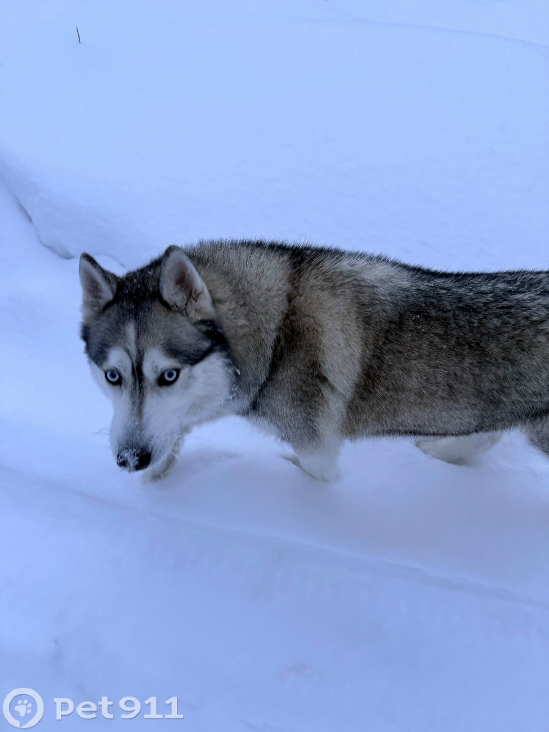 Найдена собака в Туле — фото объявления