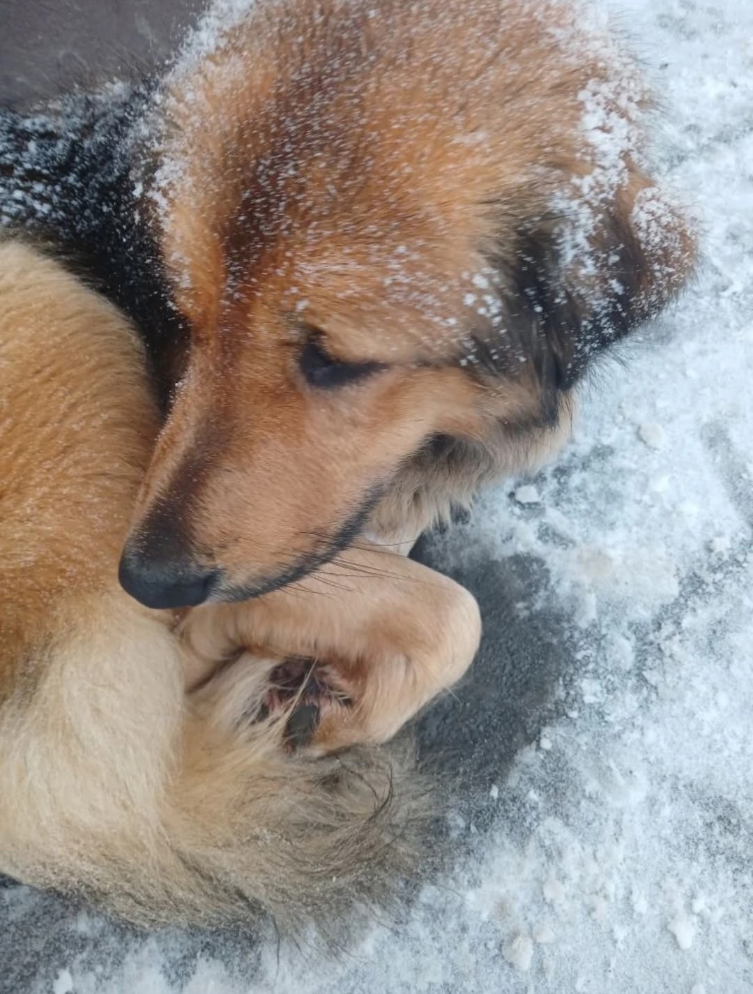Найдена собака в Туле — фото объявления