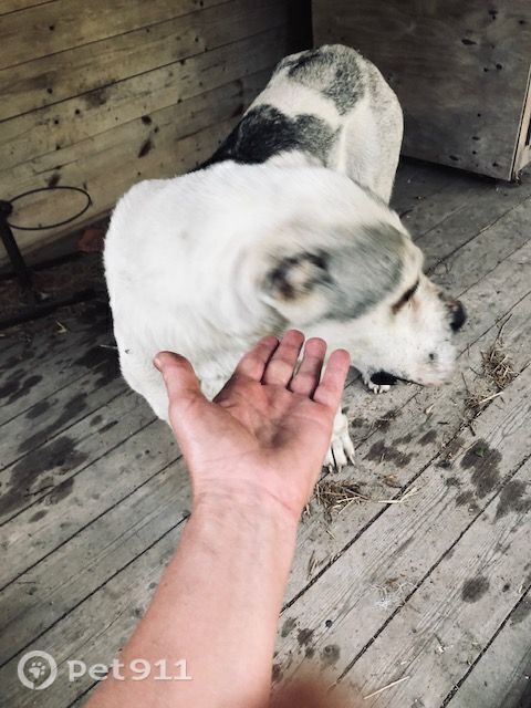 Найдена собака в Туле — фото объявления