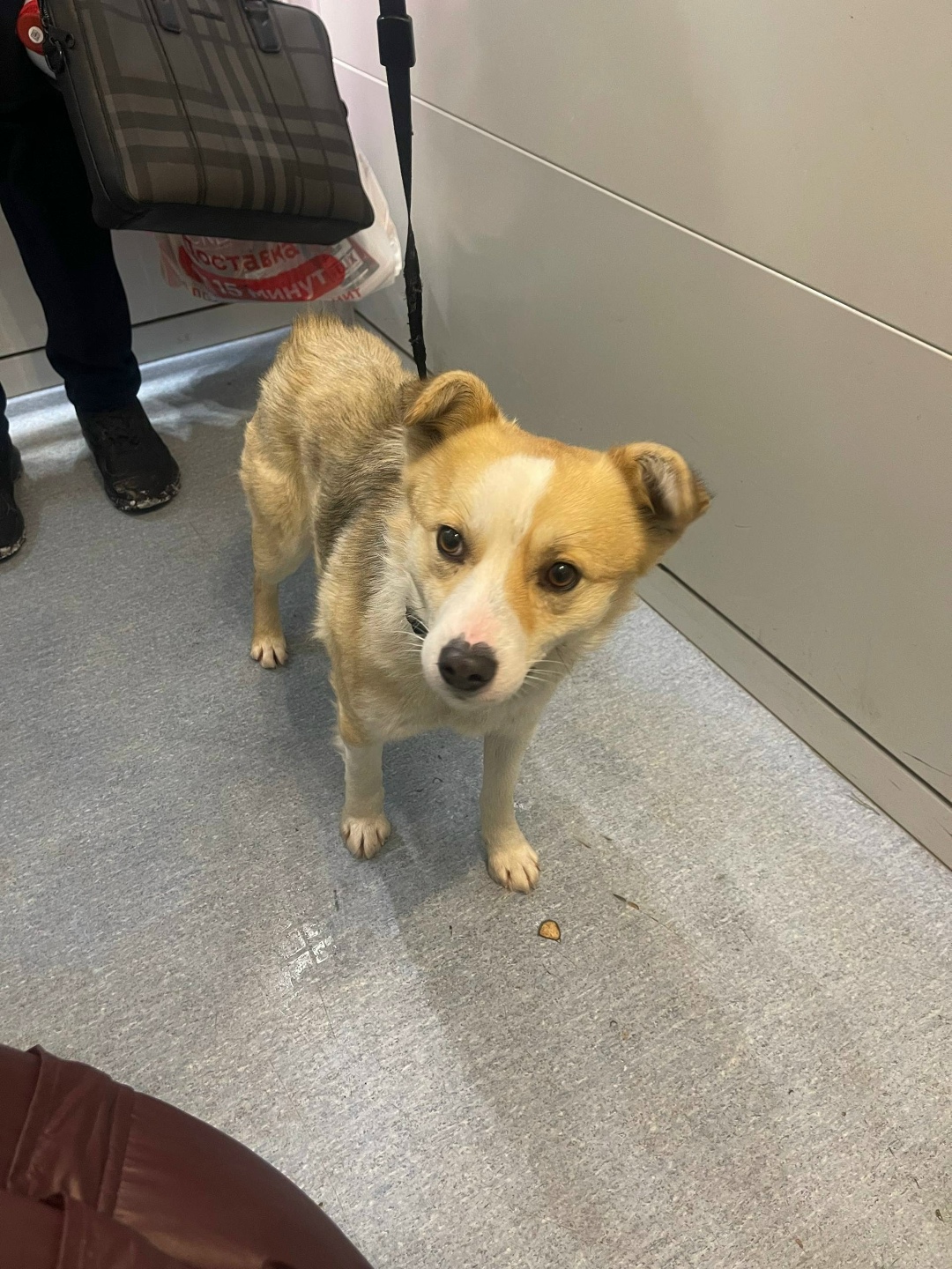 Найдена собака в Туле — фото объявления