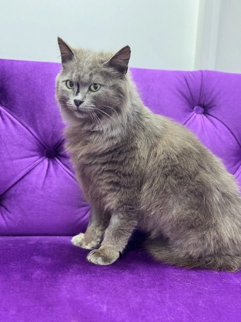 Найдена собака в Туле — фото объявления